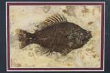 Framed Fossil Fish (Cockerellites) - Wyoming #143990-1
